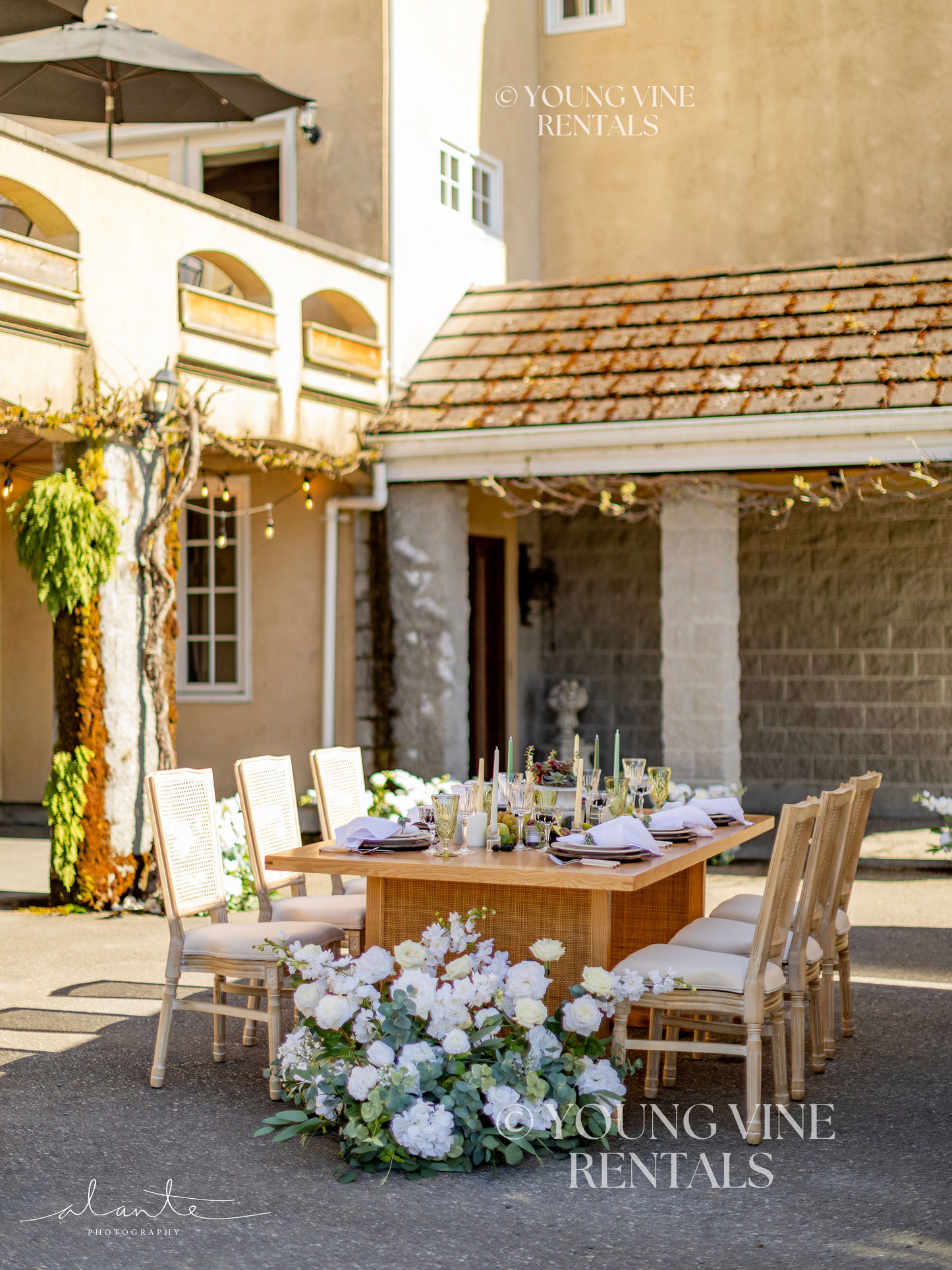 The Aster Aisle Flowers (12x)