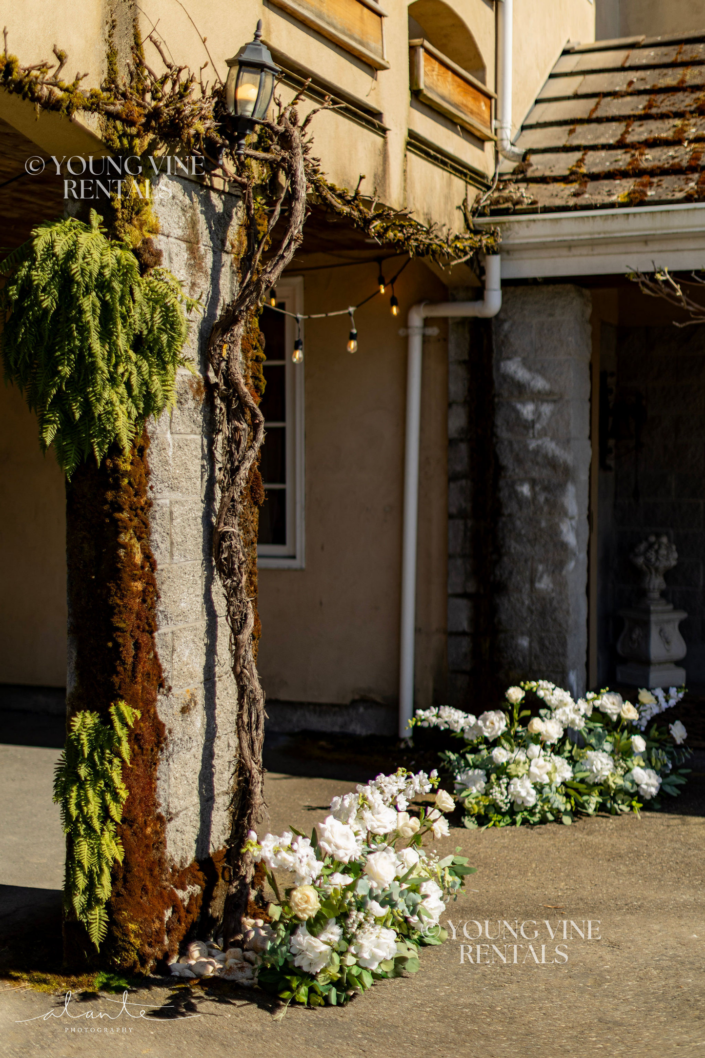 The Aster Aisle Flowers (12x)